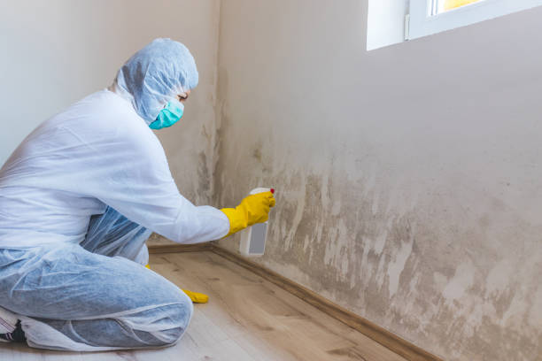Licensed Mold Remediation service in Henderson, NC - Cheap Mold Removal